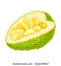 Chaqueta madura con caparazón de grano verde y vectores de núcleo fibroso Ilustración