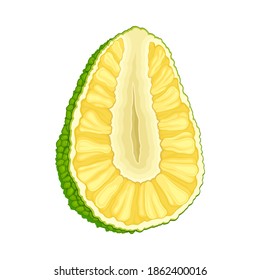 Ripe Jackfruit with Green Pimpled Shell and Fibrous Core Vector Illustration