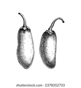 Se preparan bocetos de pimienta de jalapeno maduro. Especias calientes, vegetarianas, alimentos sanos, ilustraciones vectoriales a mano. elementos de diseño a la carta de cocina mexicana. Jalapeno con rodajas y dibujos de semillas