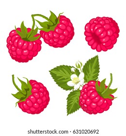 Ripe juicy berries of raspberry with leaves and flowers. Vector image.