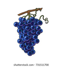 Ripe and juicy black grapes, vector illustration isolated on white background. Drawing of fresh black grapes hanging on a vine