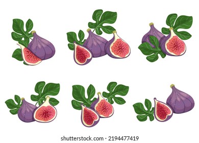 Ripe, juicy fig fruits with green fig tree leaves. Vector graphics.