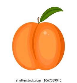 Ripe juicy peach. Cartoon. Vector. Peach isolated on white background.