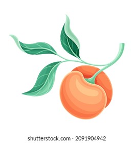 Ripe juicy peach fruit with green leaves vector illustration