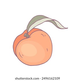 Ripe juicy peach fruit. Vector graphics.