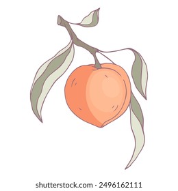 Ripe juicy peach fruit. Vector graphics.