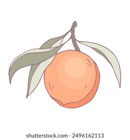 Ripe juicy peach fruit. Vector graphics.