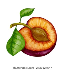Ripe, juicy plum. Vector graphics.