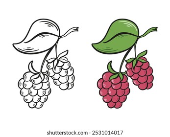 Ripe juicy raspberry on branch with leaves ink sketch and color version. Raspberry hand drawn engraving isolated. Healthy organic food. Raspberry label or icon, vector graphics