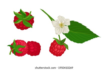 Ripe and Juicy Red Raspberry as Edible Fruit with Sweet Flavor Vector Set
