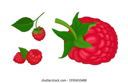 Ripe and Juicy Red Raspberry as Edible Fruit with Sweet Flavor Vector Set