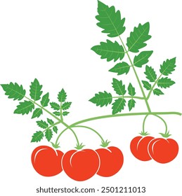 Ripe juicy tomatoes on a branch with green leaves.Set of whole tomatoes with leaves.Colorful vector design isolated on white background.Farm organic harvest.Vegetables