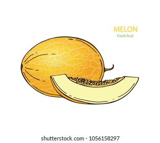 Ripe and juicy yellow melon, vector illustration isolated on white background. Drawing of fresh melon, muskmelon, cantaloupe - whole and a slice