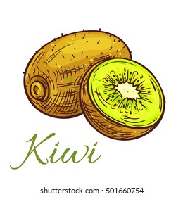 Ripe kiwi fruit sketch. Tropical green kiwi with juicy slice isolated icon for cocktail menu, dessert recipe or farm market design