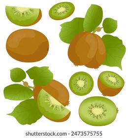 Ripe kiwi, kiwi fruits on a branch, kiwi slices, kiwi in section. Label, banner advertising element. Vector illфustration. Printing on fabric, paper, cards