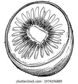 Ripe kiwi isolated sketch on white. Tropical fruit sketch drawing vector. Antique vintage engraving illustration for design invitation, cards, posters and wall art.