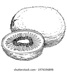 Ripe kiwi isolated sketch on white. Tropical fruit sketch drawing vector. Antique vintage engraving illustration for design invitation, cards, posters and wall art.