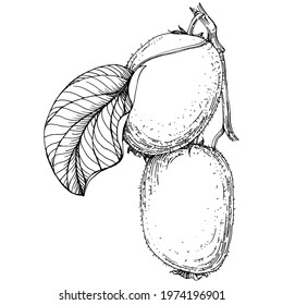 Ripe kiwi isolated sketch on white. Tropical fruit sketch drawing vector. Antique vintage engraving illustration for design invitation, cards, posters and wall art.