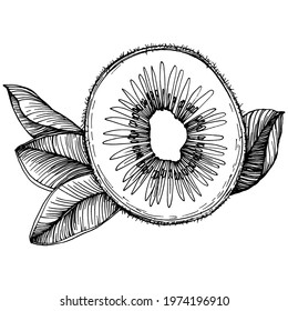 Ripe kiwi isolated sketch on white. Tropical fruit sketch drawing vector. Antique vintage engraving illustration for design invitation, cards, posters and wall art.