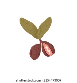 Ripe kola nut with raw fruit under shell. Tropical kernels in nutshell with leaf. Fresh healthy food growing in peel. Stylized flat vector illustration isolated on white background