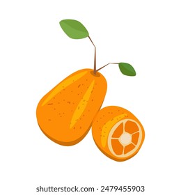 ripe kumquat fruit whole and half in cut - vector color flat illustration 