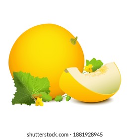 Ripe large yellow melon and a slice of melon nearby. Vector image on a white background.