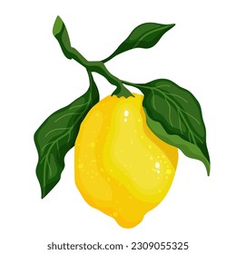 Fruta de cítricos de limón maduro.Gráficos vectoriales.