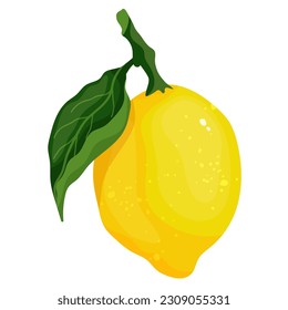Ripe lemon citrus fruit.Vector graphics.