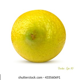 Ripe lemon. Vector illustration.