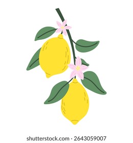 Ripe lemons on a branch. Citrus fruits. Vector illustration.