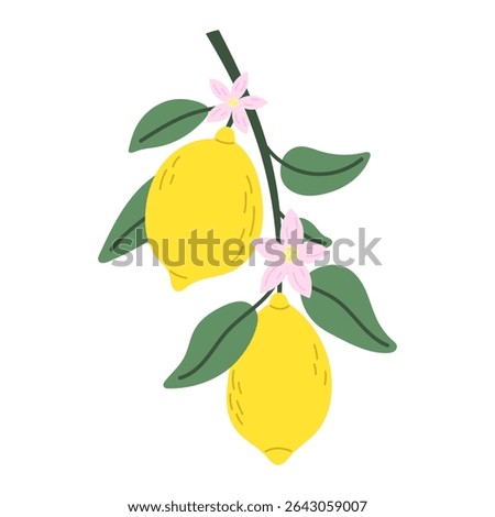 Ripe lemons on a branch. Citrus fruits. Vector illustration.