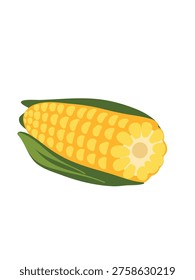 ripe maize ear isolated on clean bright backdrop
