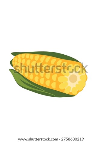 ripe maize ear isolated on clean bright backdrop