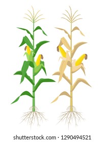 Ripe Maize plants isolated on white background with yellow corncobs vector illustration in flat design. Mature corn plant with ears on a stalk.