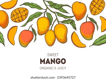 Mango maduro. Ilustración vectorial dibujada a mano. Fruta tropical. Diseño de empaque, diseño de menú, empaque de jugo. Marco de mango.