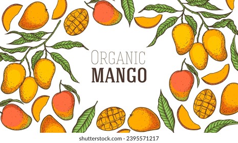 Ripe mango. Hand drawn vector illustration. Tropical fruit. Packaging design, menu design, juice packaging. Mango frame.