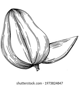 Ripe mango isolated sketch on white. Tropical fruit sketch drawing vector. Antique vintage engraving illustration for design invitation, cards, posters and wall art.