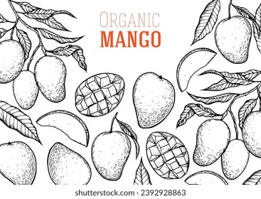 Esbozo de mango maduro. Ilustración vectorial dibujada a mano. Fruta tropical. Diseño de empaque, diseño de menú, empaque de jugo. Marco de mango.