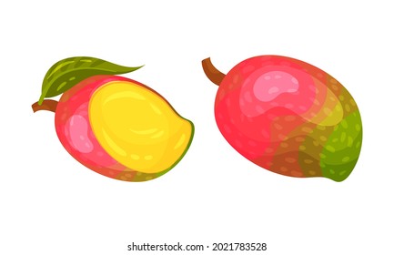 Ripe Mango as Tropical Edible Stone Fruit Vector Set