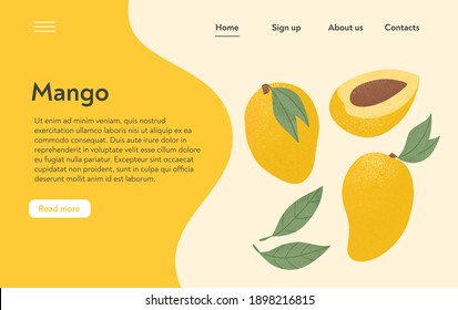 Ripe mango, whole, and half sliced mango. Sweet mango fruits vector hand drawn landing page design. mango seed, leaves. Juice or jam website page concept.