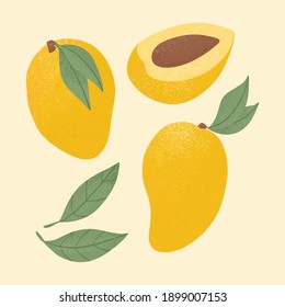 Ripe mango, whole and half sliced mango. Sweet mango fruits vector hand drawn illustration on yellow background. Set of bright tasty fruits with leaf. Juice or jam logo element.