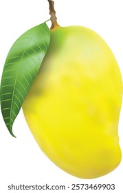 Ripe mangoes and green leaves isolated on a white background