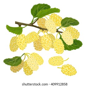 ripe mulberry,