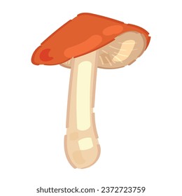 Ripe mushroom on white background