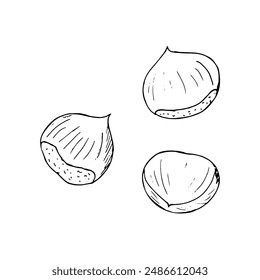 Ripe nuts of horse chestnut. Conifers seed of the horse chestnut tree. Hand-drawn isolated illustration