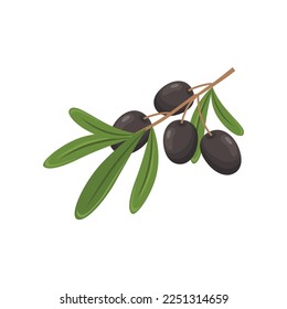 Ripe olives on branch on white background. Olive product cartoon illustration. Organic food, home pantry concept