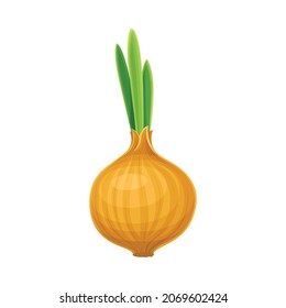 Ripe Onion Bulb as Vegetable and Healthy Raw Food and Garden Cultivar Closeup Vector Illustration