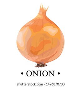 Ripe onion on a white background. Gold onion. Vector illustration.