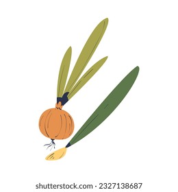 Ripe Onion Vegetable as Seasonal Harvesting and Yield Vector Illustration