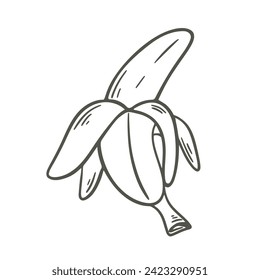 Ripe opened banana doodle sketch style. Ink hand engraved peeled banana. Tropical fruit, vintage icon, isolated vector illustration